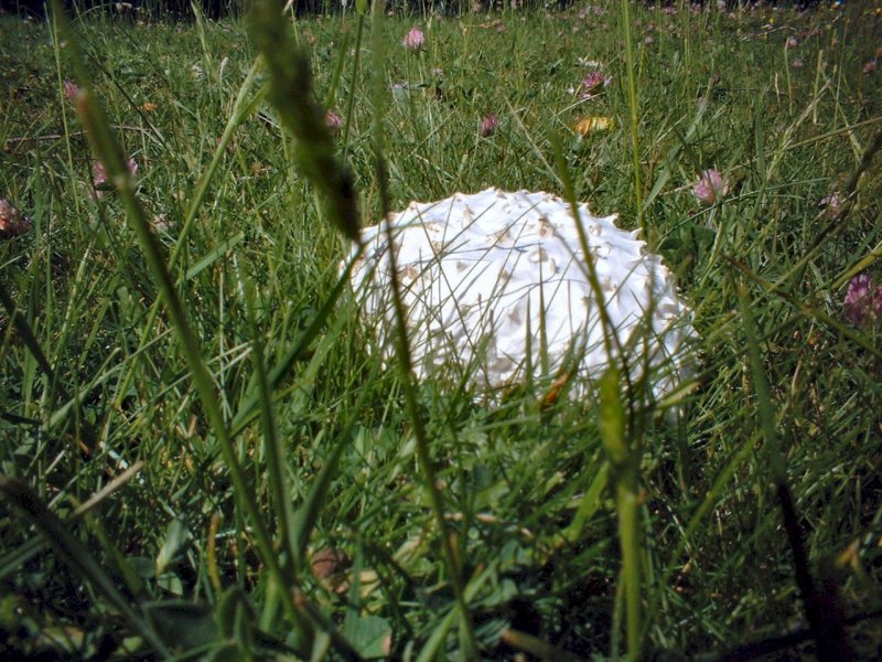 Calvatia utriformis